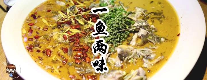 網(wǎng)紅魚最新動(dòng)態(tài)揭秘，探索熱門現(xiàn)象背后的故事