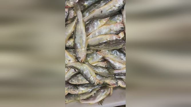 揭秘水下世界，最新視頻展現(xiàn)神秘生物的魅力之旅