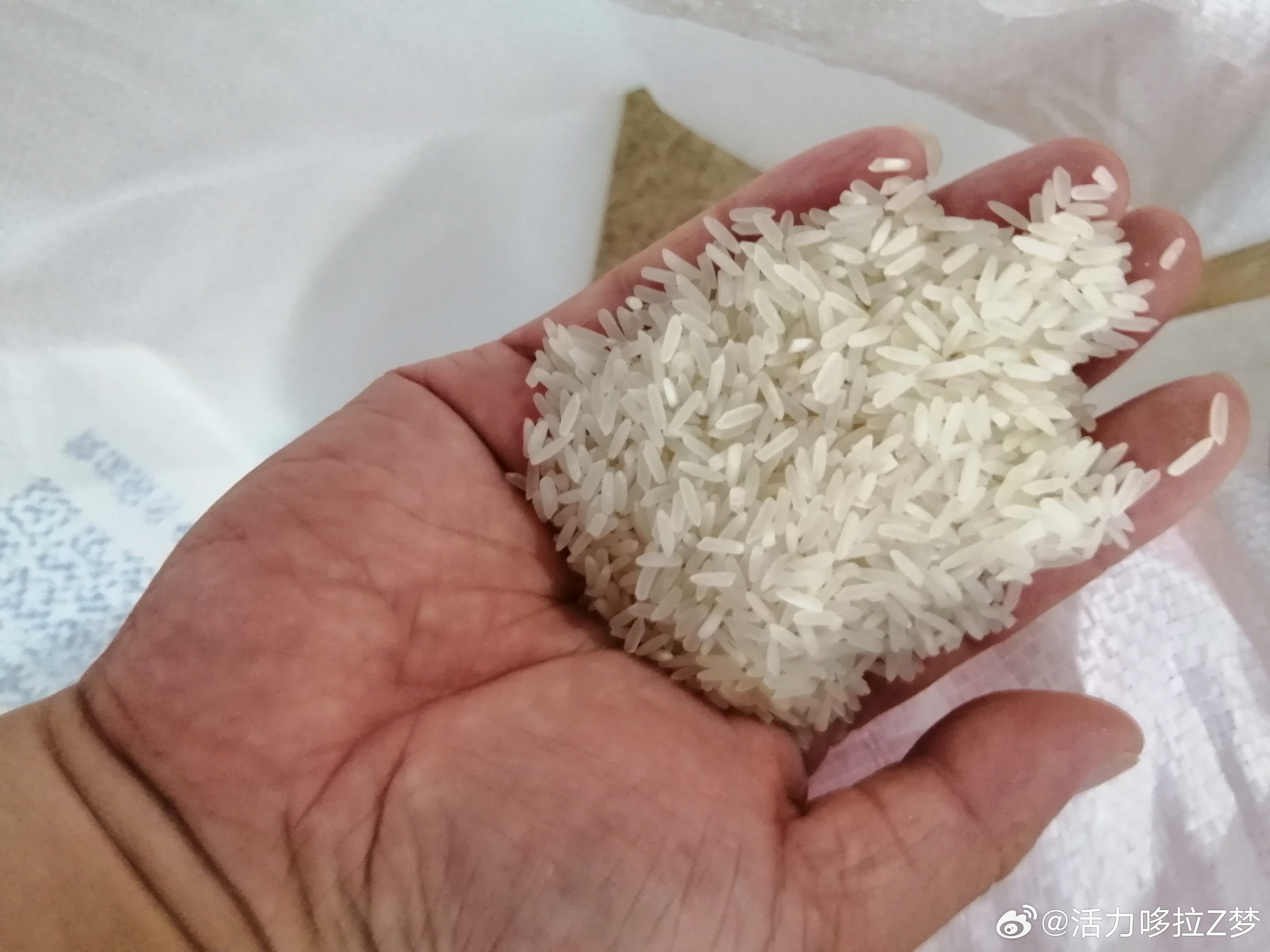 探索未來(lái)吃米趨勢(shì)，最新變革與前沿發(fā)展