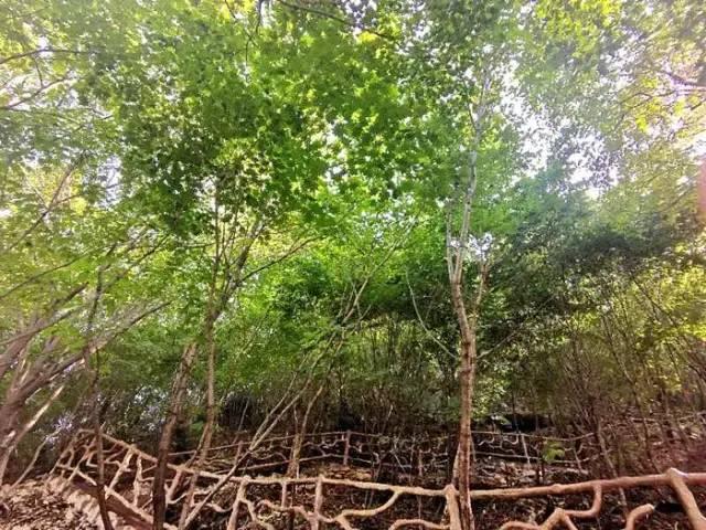 本溪楓葉盛宴，自然魅力展現(xiàn)醉美紅楓風采